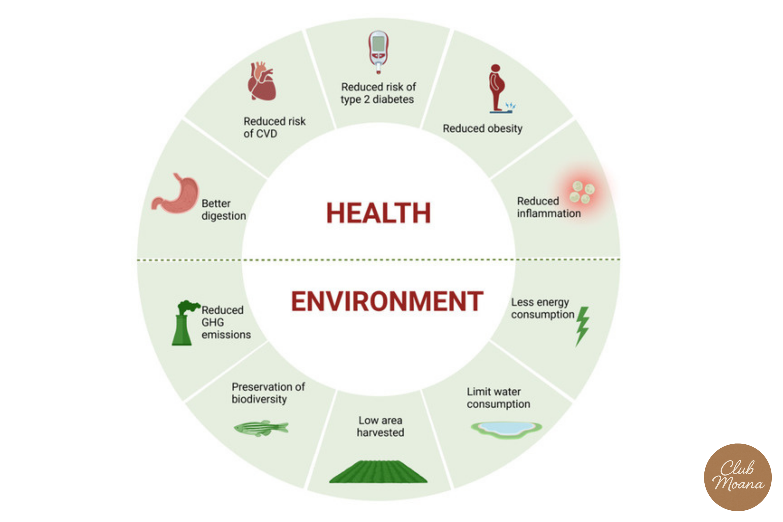 Infographic-style image summarizing how nutrition influences weight loss: gut → immunity → energy → fat burn
