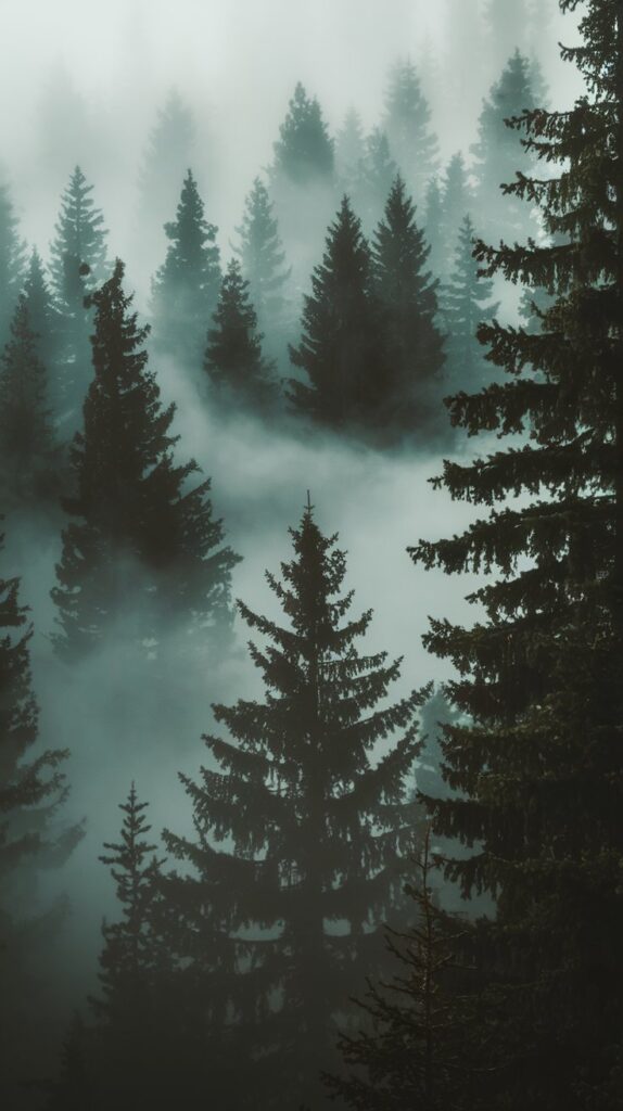 Moody Forest Vibes