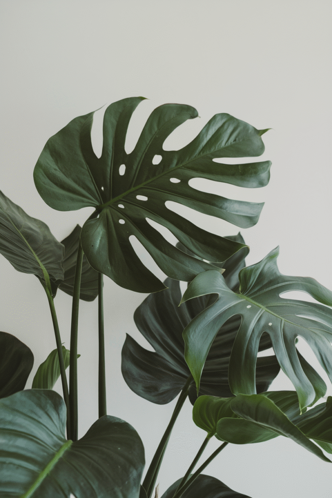 Botanical Bliss