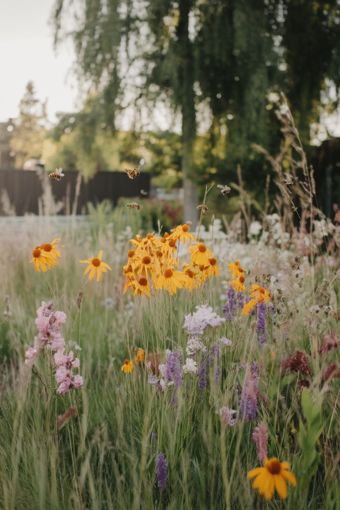 Plant a Wildflower Patch